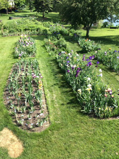 iris beds